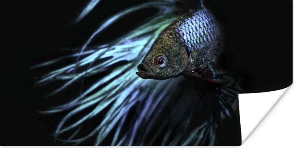 MuchoWow Poster Fisch - Schwanz - Schwarz 40x20 cm - Poster für die Wand - Poster Schlafzimmer