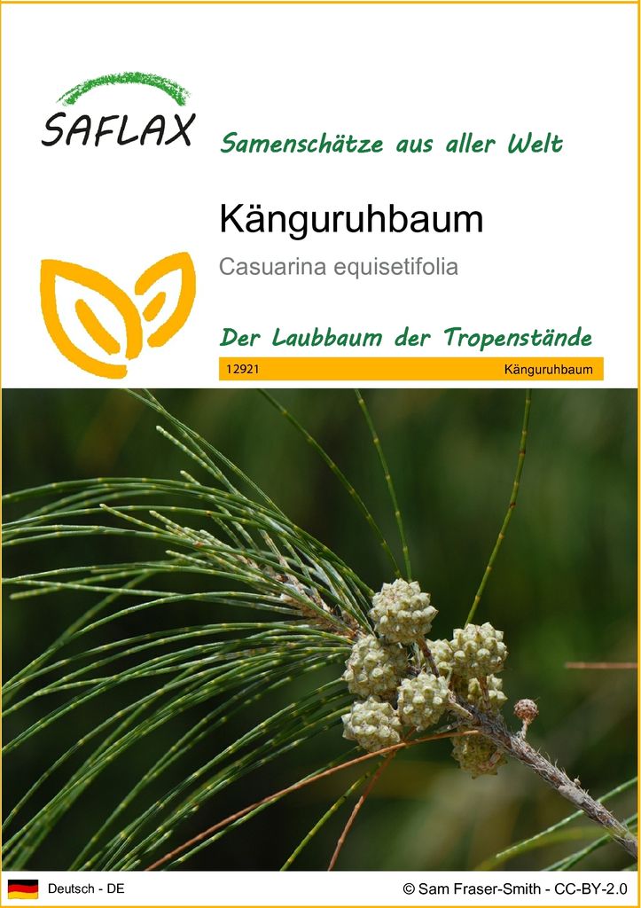SAFLAX - Känguruhbaum - 200 Samen - Casuarina equisetifolia