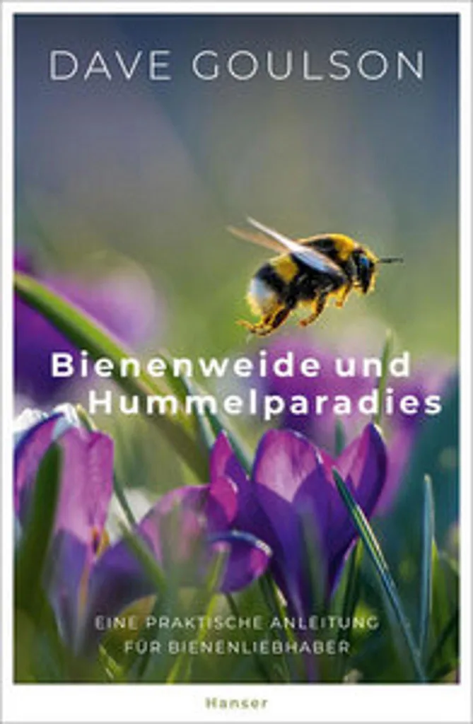 Prairie fleurie mellifère Bienenweide pour attirer abeilles et bourdons