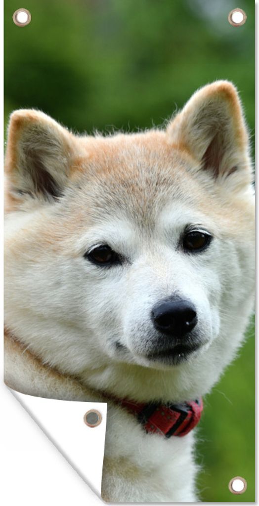 MuchoWow 80x160 cm Outdoor-Poster Gartendeko Sichtschutz Garten Poster für den Garten Akita-Fotodruck