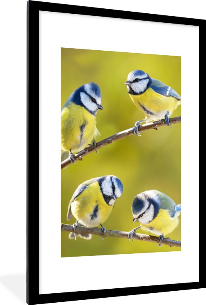 MuchoWow Gerahmtes Poster Vogel - Blaumeise - Äste - Sonne 60x90 cm - Poster mit Schwarzem Bilderrahmen Wandposter Rahmen Foto Bilder - Dekorati...