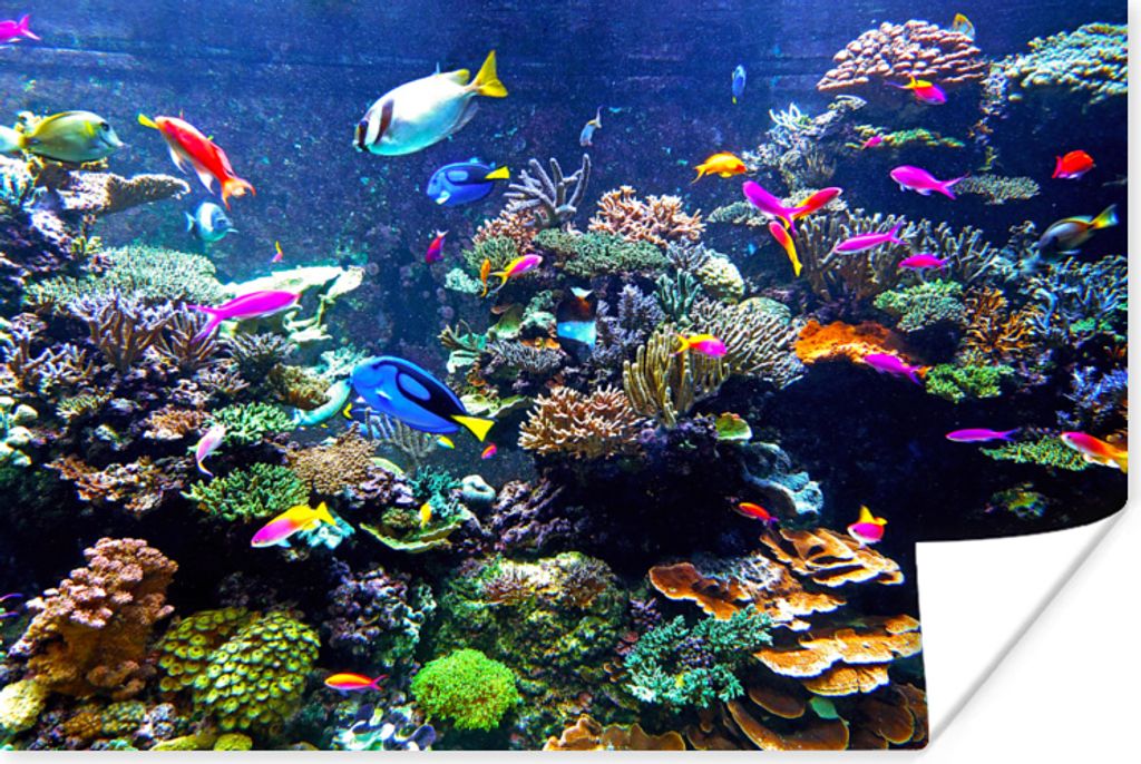 MuchoWow Poster Koralle - Fische - Aquarium 180x120 cm - Fotoplakat