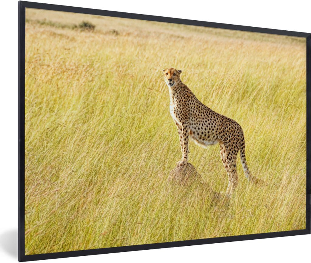 MuchoWow Gerahmtes Poster Gepard in der Masai Mara 90x60 cm - Poster mit Schwarzem Bilderrahmen Wandposter Rahmen Foto Bilder - Fotorahmen - Foto...