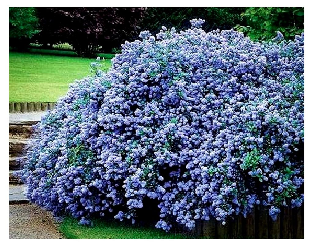 Säckelblume Victoria Ceanothus impressus Pflanze Setzlinge Blau Blumenbusch