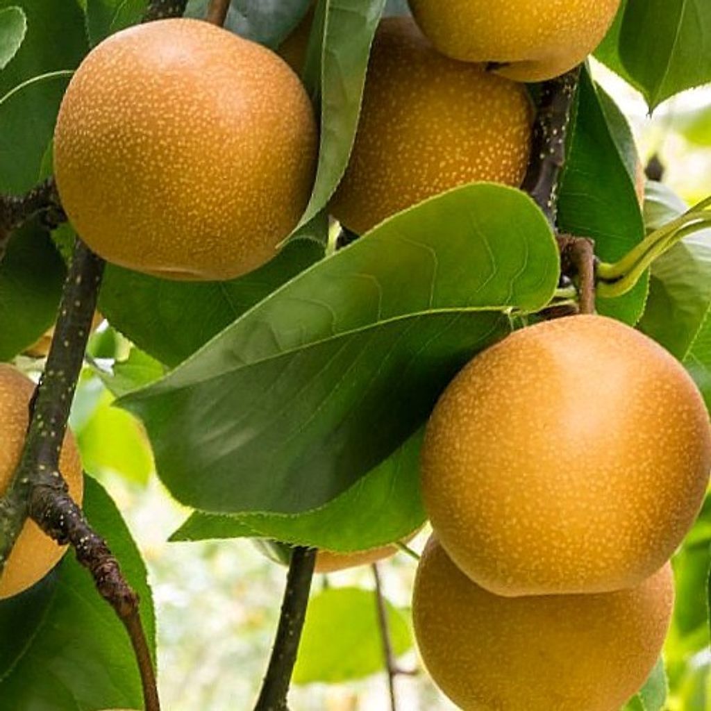 Pyrus pyrifolia 'Hosui', japonská hruška nashi, 5 litrový Obrázok produktu 