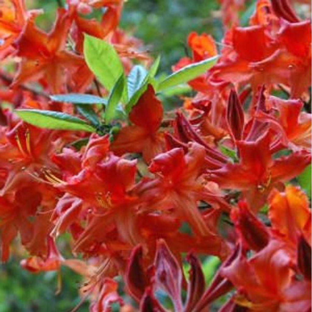 Laubabwerfende Azalee Rot - Azalea mollis | 40-50 cm in Container