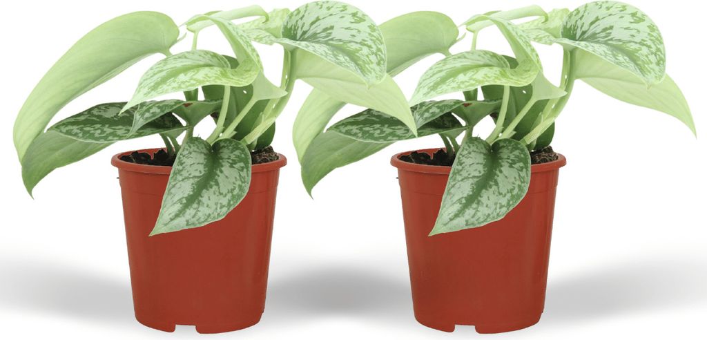 Efeutute Pictus Trebie (Epipremnum) - 2 Stück - Ø12cm - 15cm