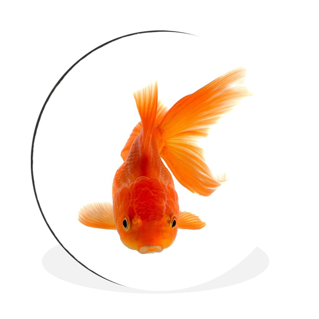 MuchoWow Aluminium Wandkreis Goldfisch - Meerestiere - Orange Ø 30 cm Wanddeko Modern Wohnzimmer - Wand Bild - Wohnzimmer - Runde Bilder - Alubi...