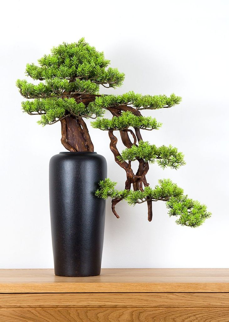 Pokojová dekorativní bonsai ve váze - Borovice (PN-30) Obrázek produktu 