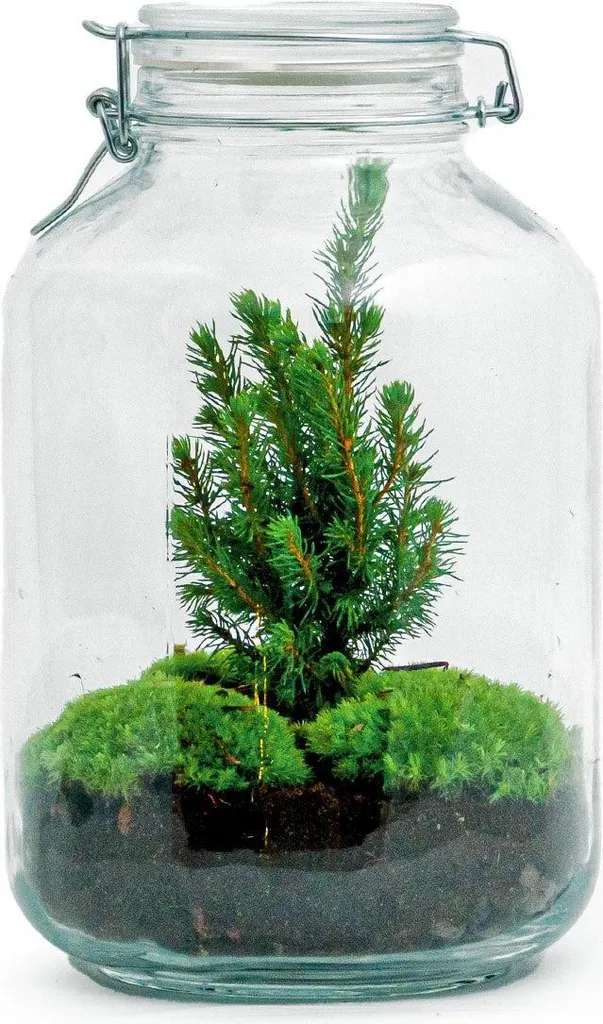 Kit terrarium de Noël pour décoration maison et activité créative