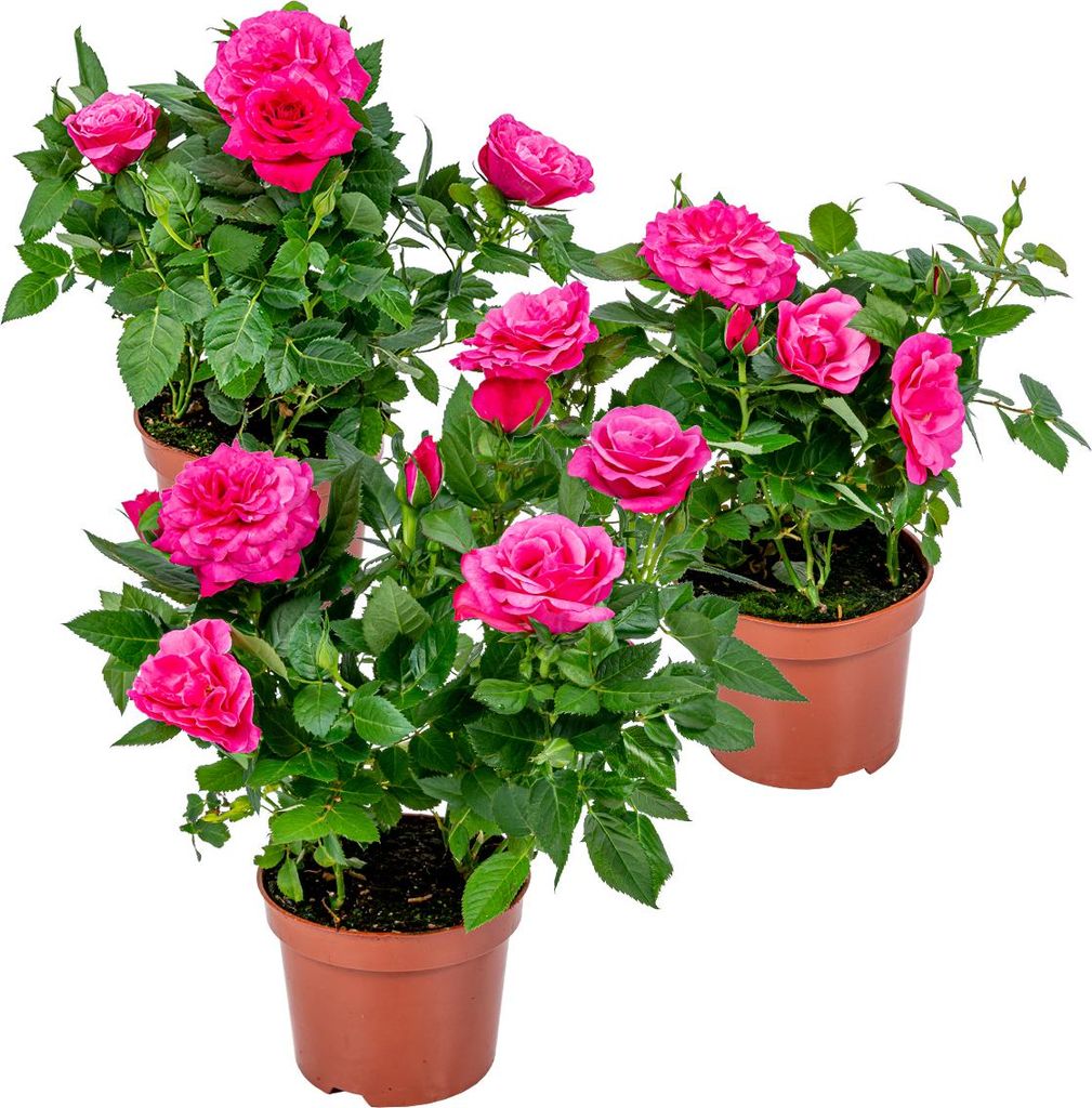 3er-Set - Topfrosen Rosa - Für drinnen und draußen - Zimmerpflanzen - Gartenpflanzen - Terrassenpflanzen - Winterhart - 20-30 cm Hoch - Topf 12 cm