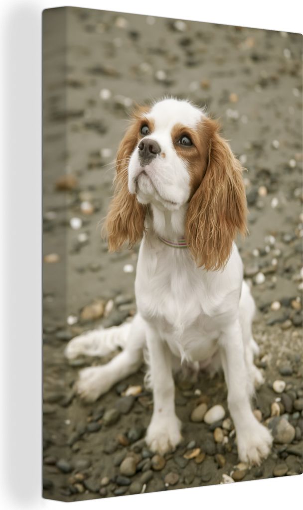 OneMillionCanvasses - Leinwandbilder - 90x140 cm, Ein Cavalier King Charles Spaniel schaut auf, Wandbilder Kunstdruck Wanddekoration - Foto auf L...