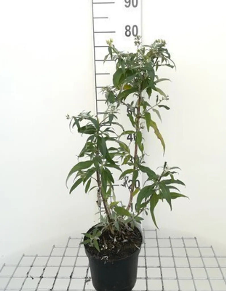 Arbuste à papillons blanc Buddleja White Profusion idéal pour vos haies