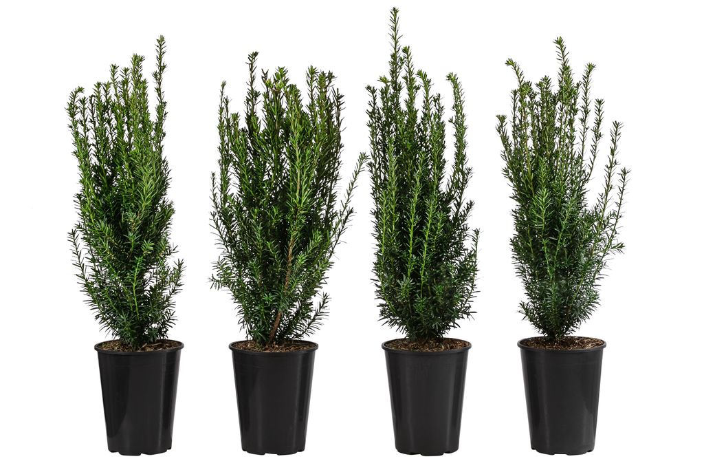 Dehner Becher-Eibe Hillii, für 1 Meter Hecke, ca. 60-70 cm, 4 x 4 l Topf, Heckenpflanze