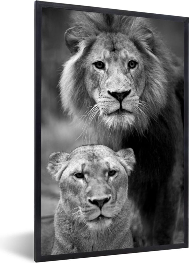 MuchoWow MuchoWow Gerahmtes Poster Porträt eines Löwen und einer Löwin - schwarz und weiß 40x60 cm - Poster mit zchwarzem Bilderrahmen - Pa...