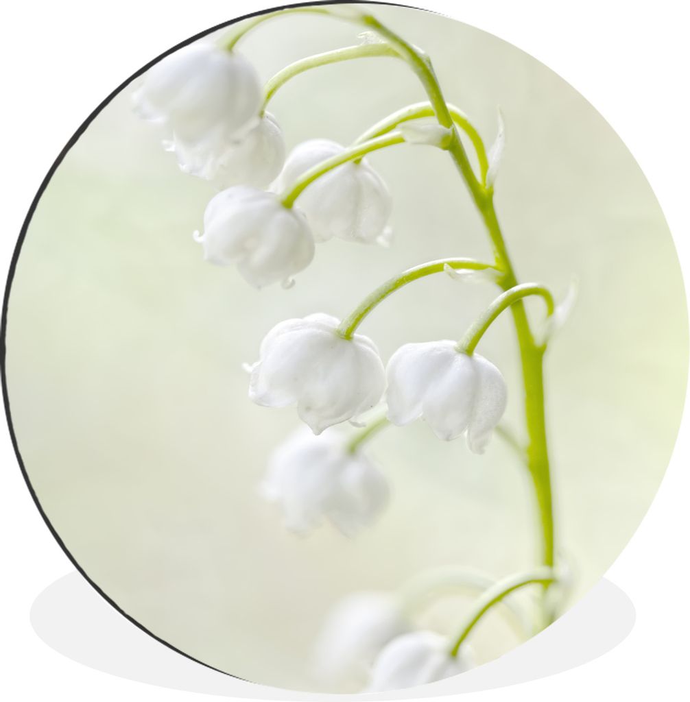 MuchoWow Aluminium Wandkreis Schneeweißes Maiglöckchen Ø 60 cm Wanddeko Modern Wohnzimmer - Wand Kreis - Wandbild - Schlafzimmer - Aluminium B...
