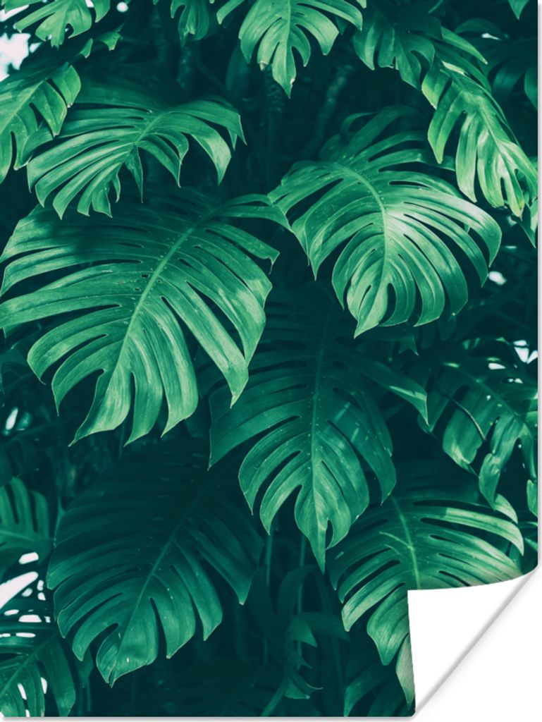MuchoWow Poster Monstera - Blätter - Pflanzen - Dschungel - Natur 120x160 cm - Wandbilder