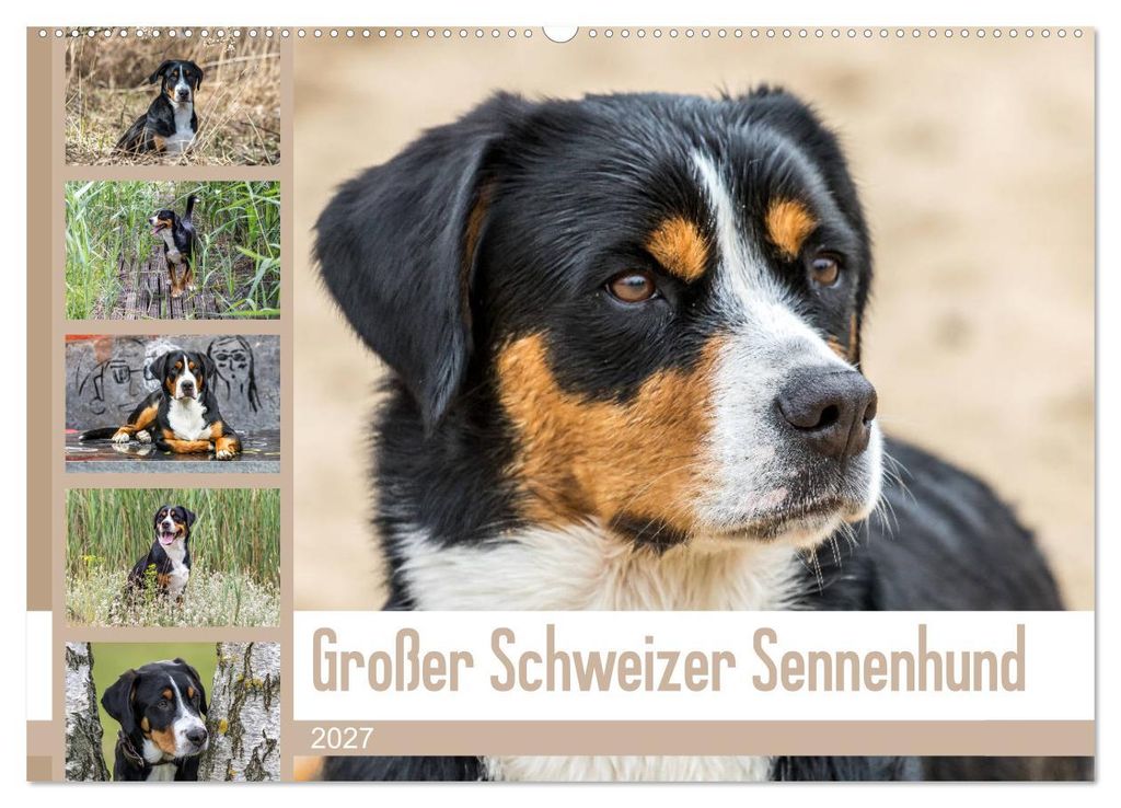 Großer Schweizer Sennenhund (Wandkalender 2027 DIN A2 quer), CALVENDO Monatskalender