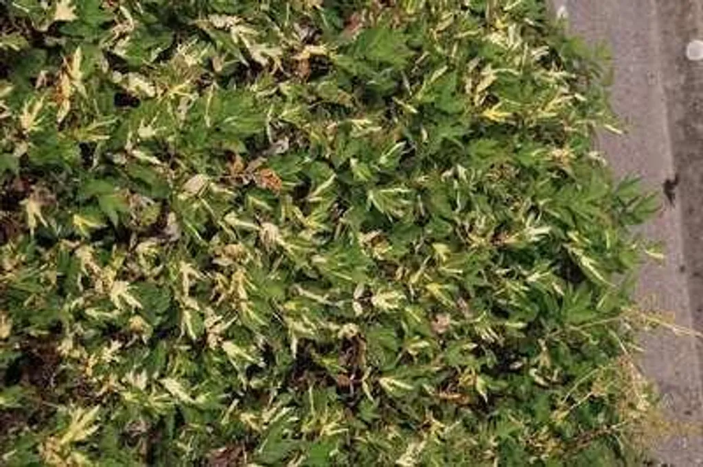 6 Filipendula ulmaria Variegata - Reine des prés panachée en pot 9cm