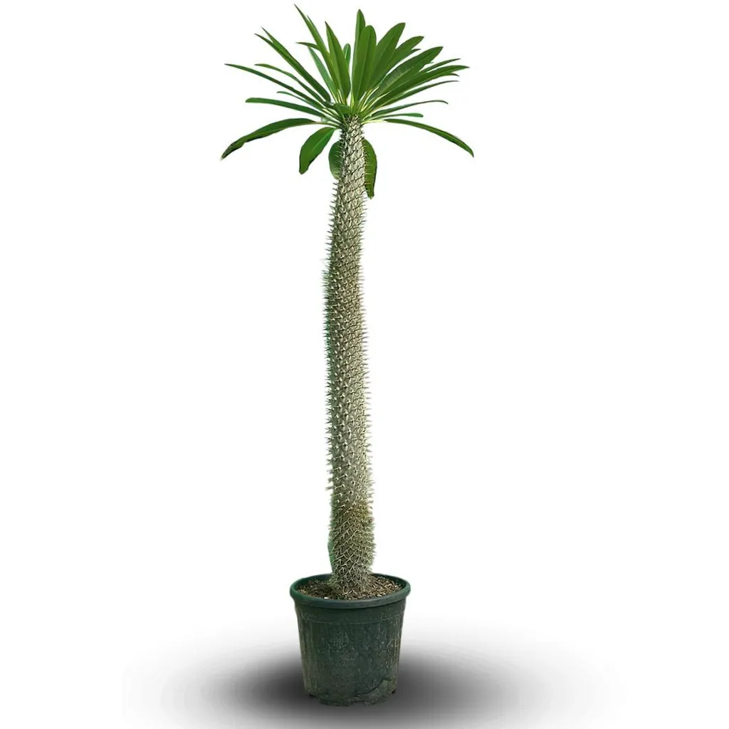 Plante grasse Palmier de Madagascar - Pachypodium géant - 160 cm - Ø 30cm