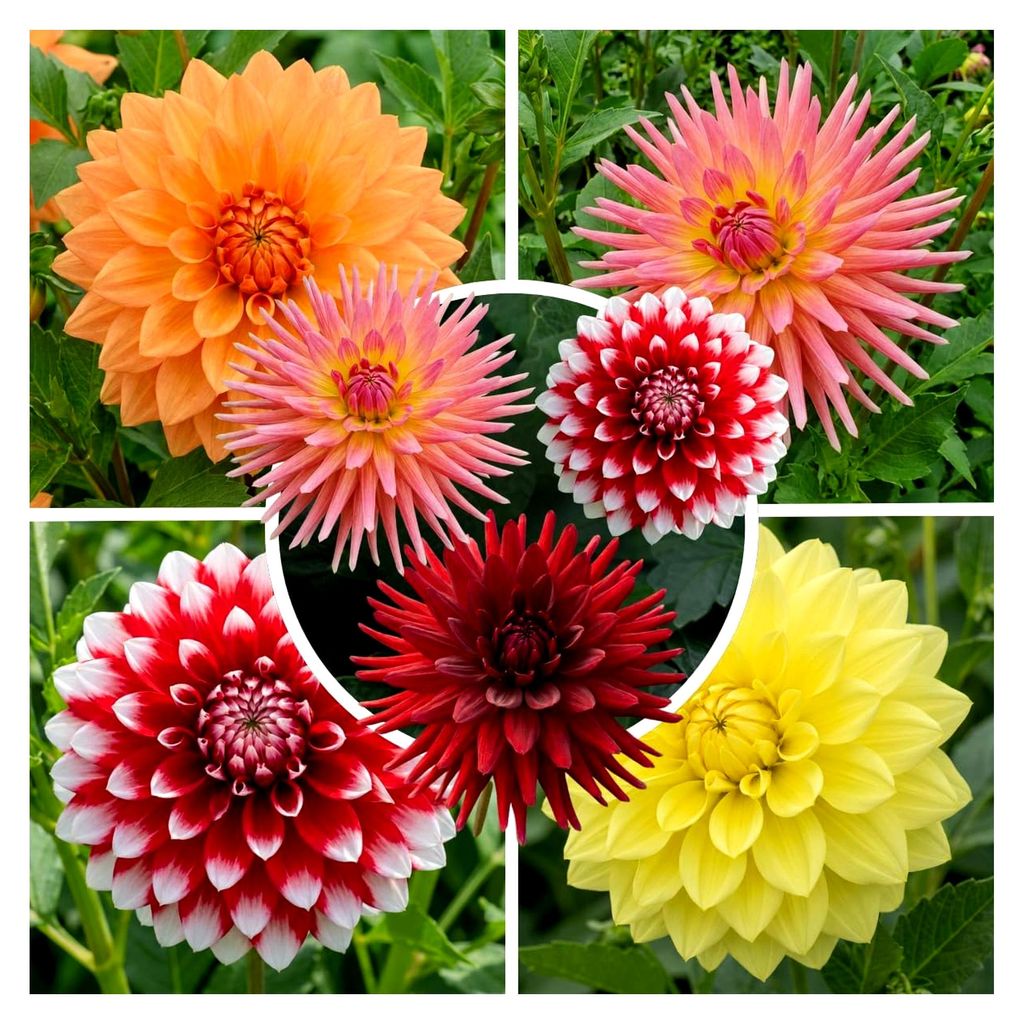 5 Dahlienknollen, Grand Kollektion Blumenzwiebeln aus den Niederlanden, echte große Dahlienpflanzen für Garten und Töpfe (keine Samen, nicht kü...