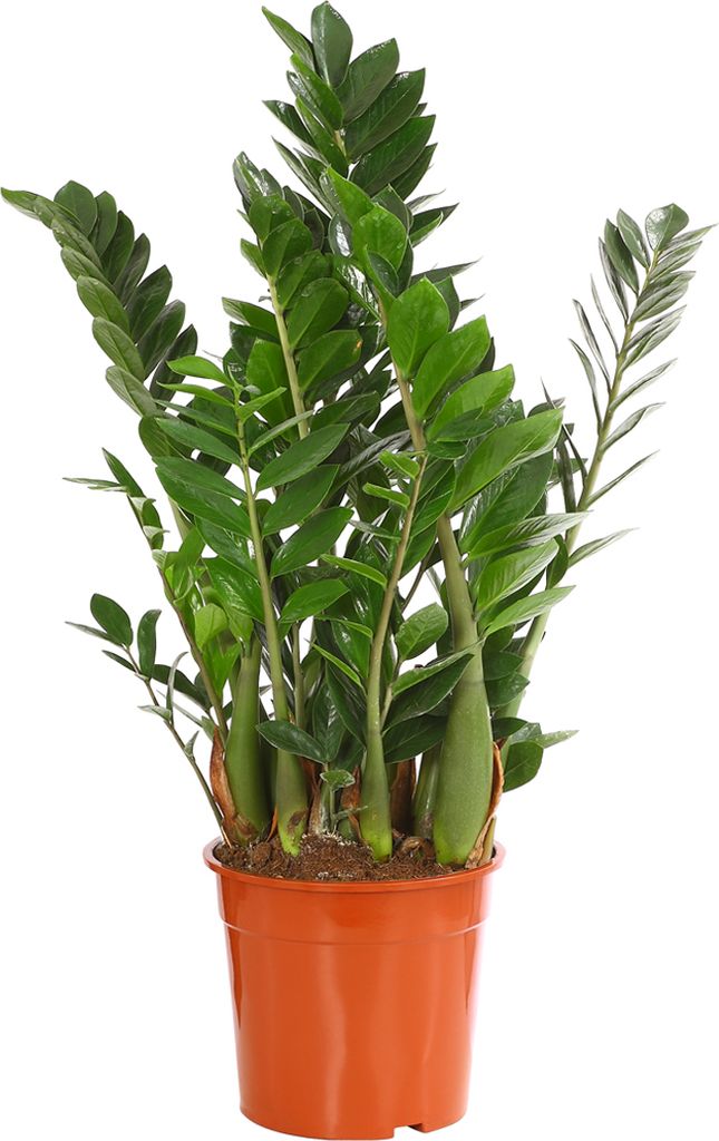 Dehner Glücksfeder, mit ledrigen Fiederblättern, 60 - 70 cm, Ø Topf 21 cm, Zimmerpflanze