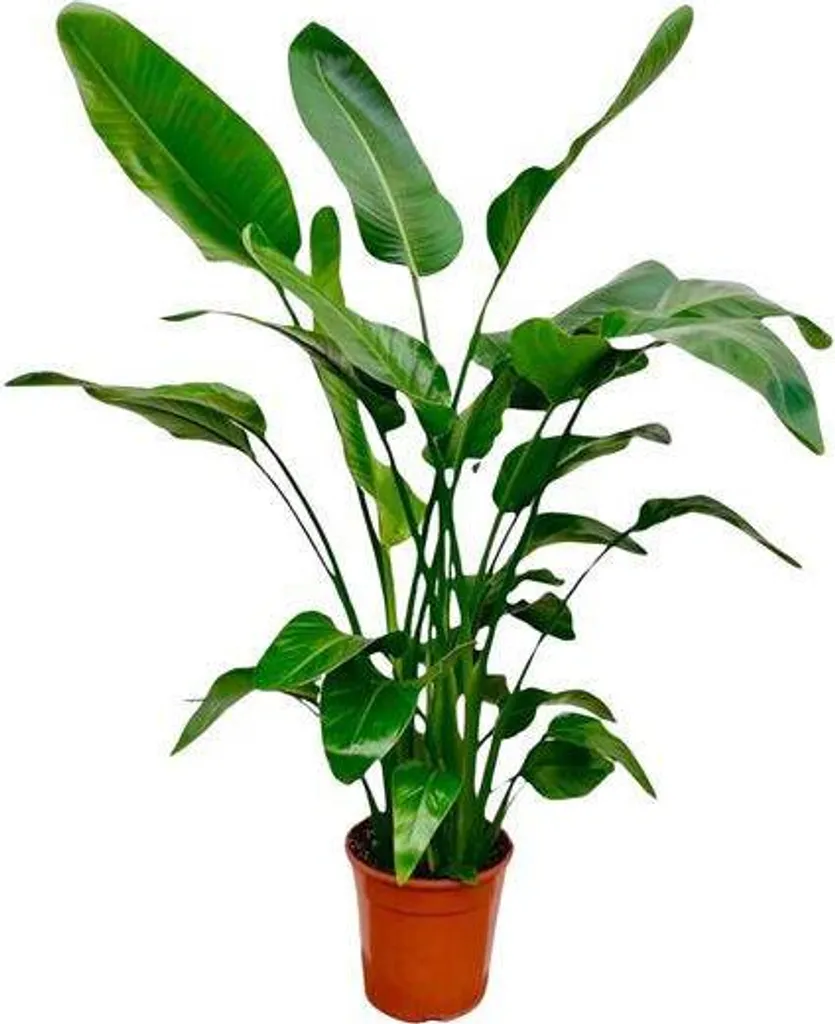 Plante Verte d'Intérieur Strelitzia Nicolai 150 cm - Look Tropical