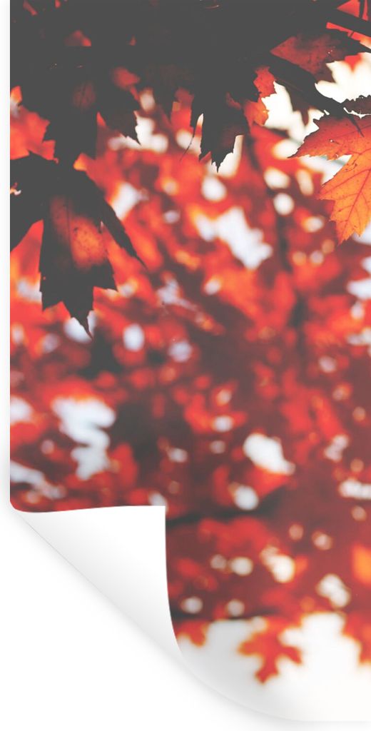 MuchoWow Wandtattoo Wandsticker Wandaufkleber Herbstliche Blätter - Rustikale Dekoration - Sonne 40x80 cm Selbstklebend und Repositionierbar - R...