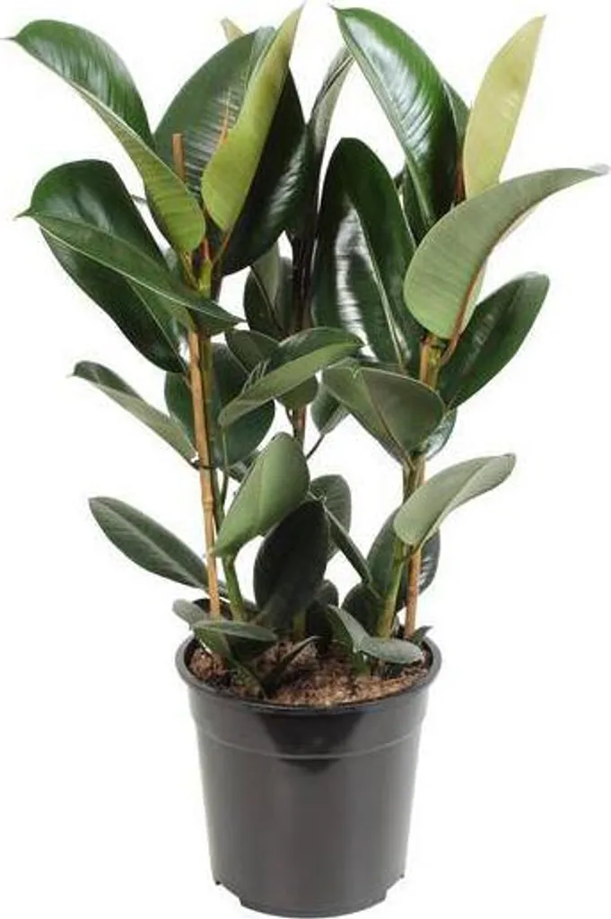 Plante d'intérieur Ficus elastica Robusta pour salon et bureau chic