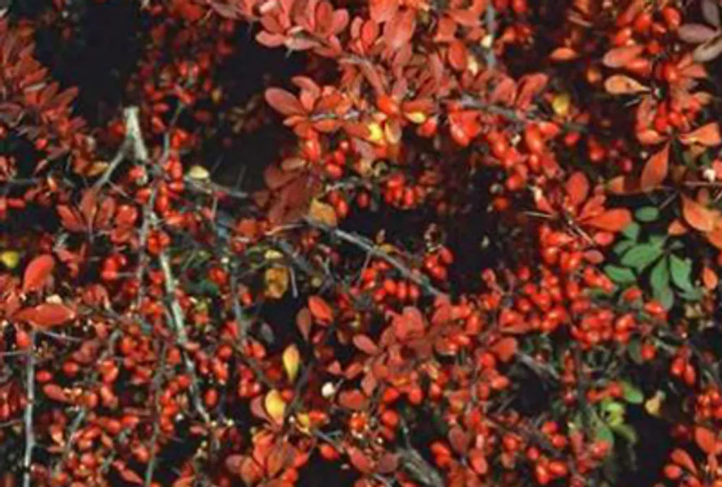Berberis thunbergii 40-60 cm pour bordure de jardin et brise-vue