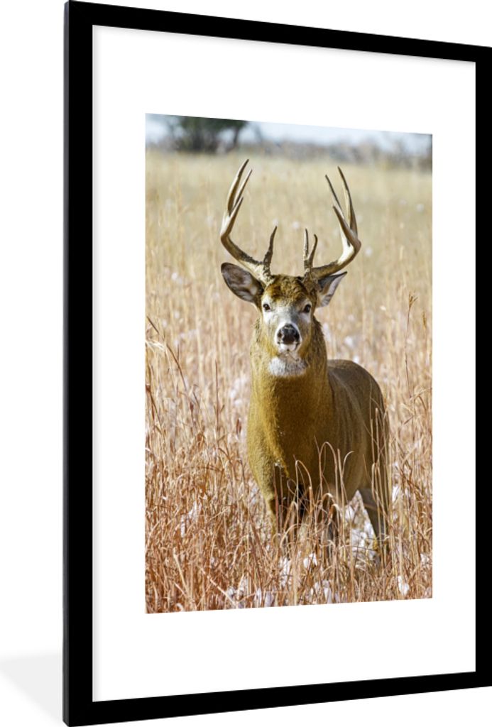 MuchoWow Gerahmtes Poster Hirsche - Gras - Herbst - Tiere - Natur - Geweih 60x90 cm - Poster mit Schwarzem Bilderrahmen Wandposter Rahmen Foto Bi...