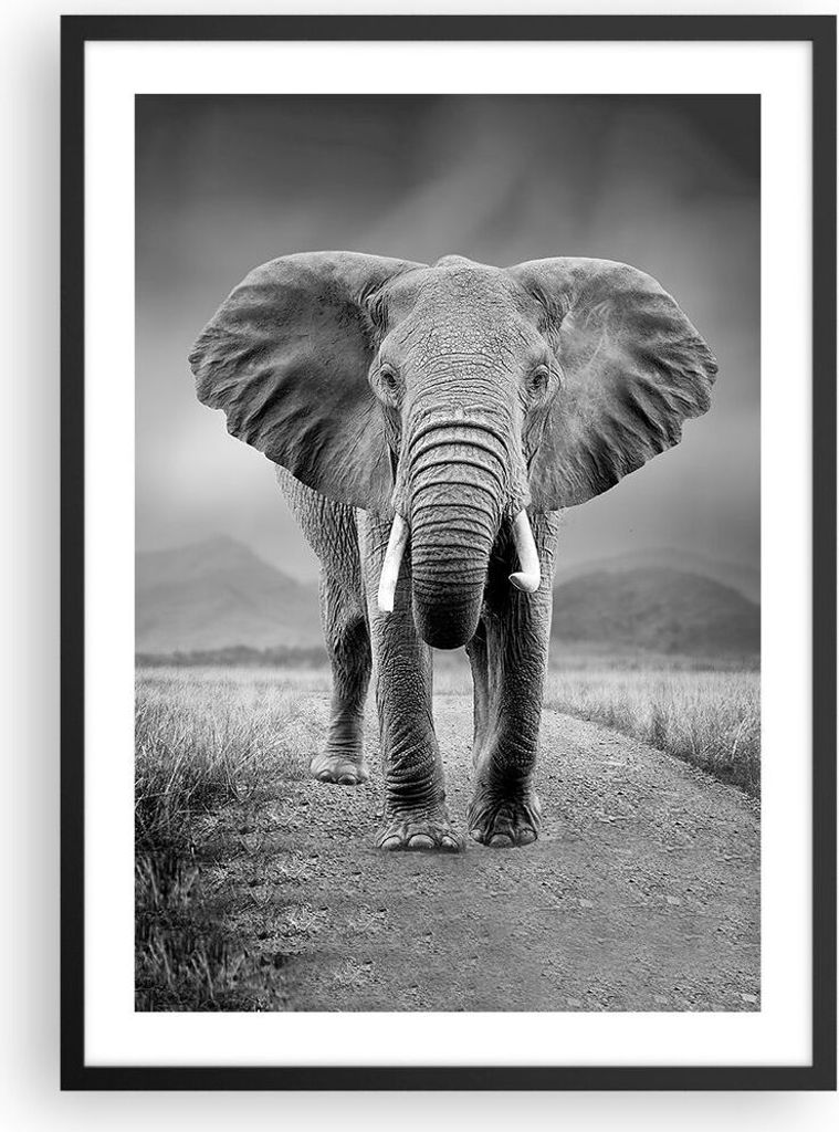 Gerahmtes Poster - Schwarzer Rahmen - Elefant Wildnis Natur - 50x70 cm - Wand Bild - Wanddeko - Wandbilder - Kunstposter - Wandposter - Bilderrahme...
