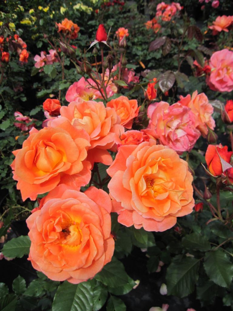 Strauchrose Westerland - Rosa Westerland - kupferorange - Duft+++ - Kordes-Rose
