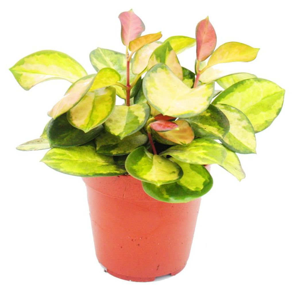 Pianta da interno sospesa - Hoya carnosa "Lisa" - fiore di Immagine del prodotto 