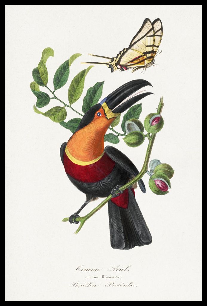 Plakat 40x60cm Tukan, Paul Gervais Vintage für das Wohnzimmer