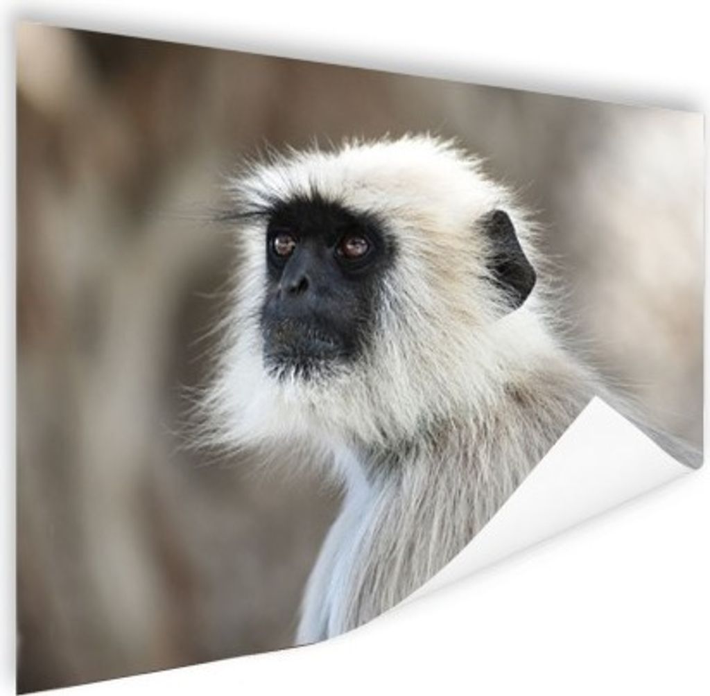 MuchoWow Poster Affen - Natur - Tiere 160x120 cm - Foto Plakat
