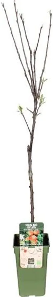 Pommier Elstar en pot 60 cm, arbre robuste pour récolte facile d'automne