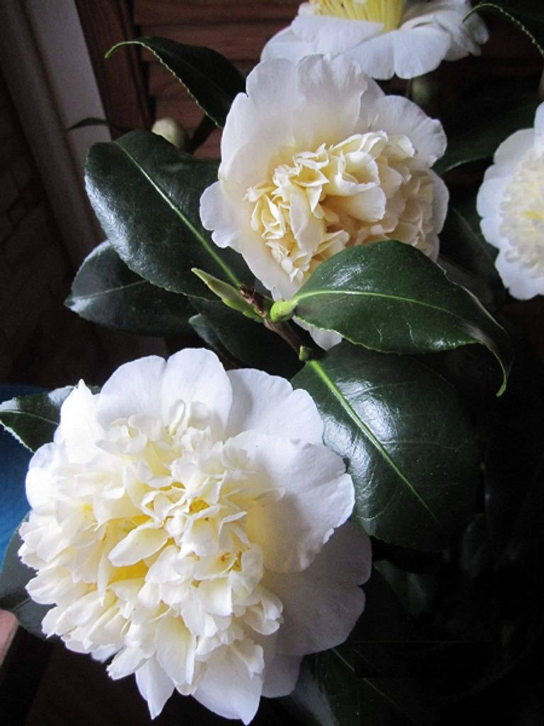 Camellia japonica Brushfield Yellow - japanische Kamelie Brushfield Yellow