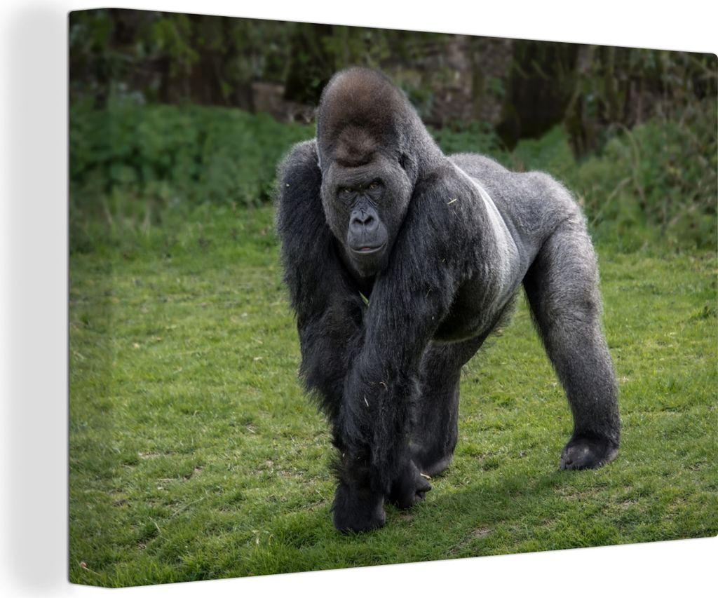 OneMillionCanvasses - Leinwandbilder - 150x100 cm, Ein Gorilla geht auf Händen und Beinen, Wandbilder Kunstdruck Wanddekoration