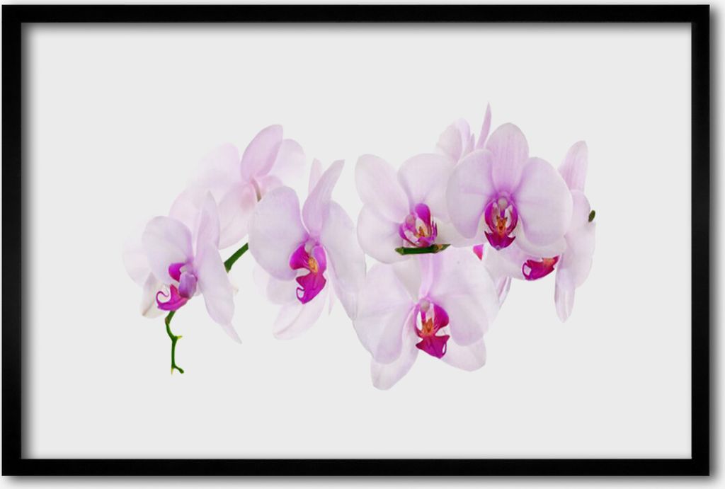 Bild 60x40 MDF-Rahmen Wandkunst Blumen Pflanzen Natur