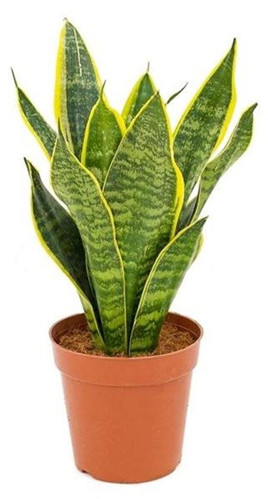 Sansevieria trifasciata Futura Superba 30-35 cm / Topf Ø 10 cm - bunter Bogenhanf