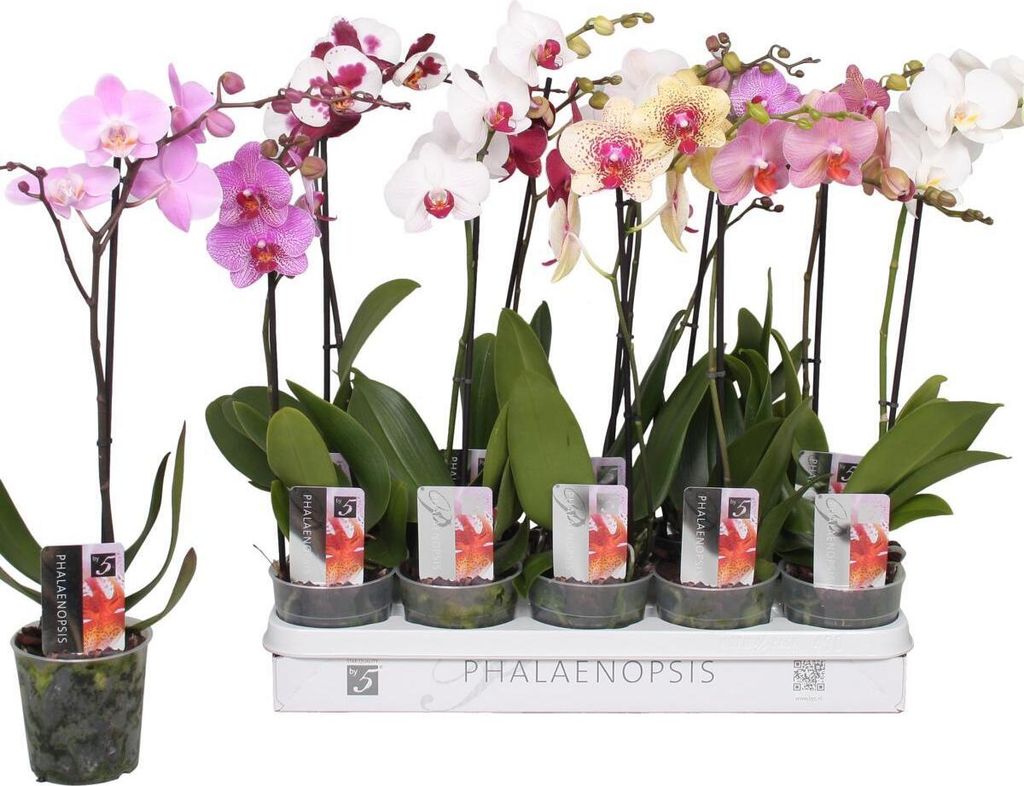 10 Stück Phalaenopsis 40-60 cm / 1 Trieb Blüten - Orchideen - Topforchidee