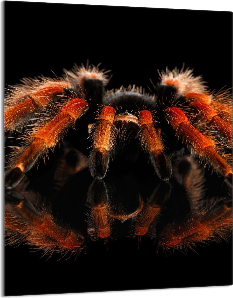 Glasschneidebrett 40x52 Spider