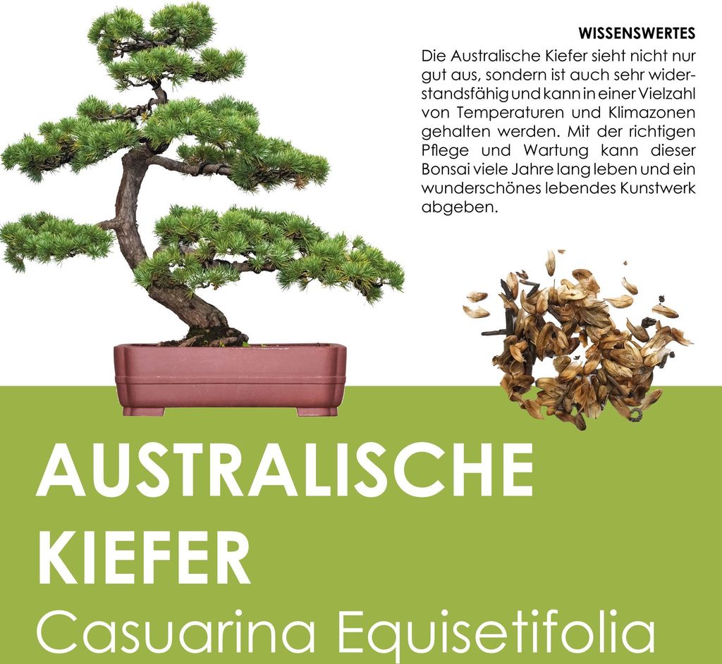 GROW2GO Bonsai Starter Kit - Australische Kiefer