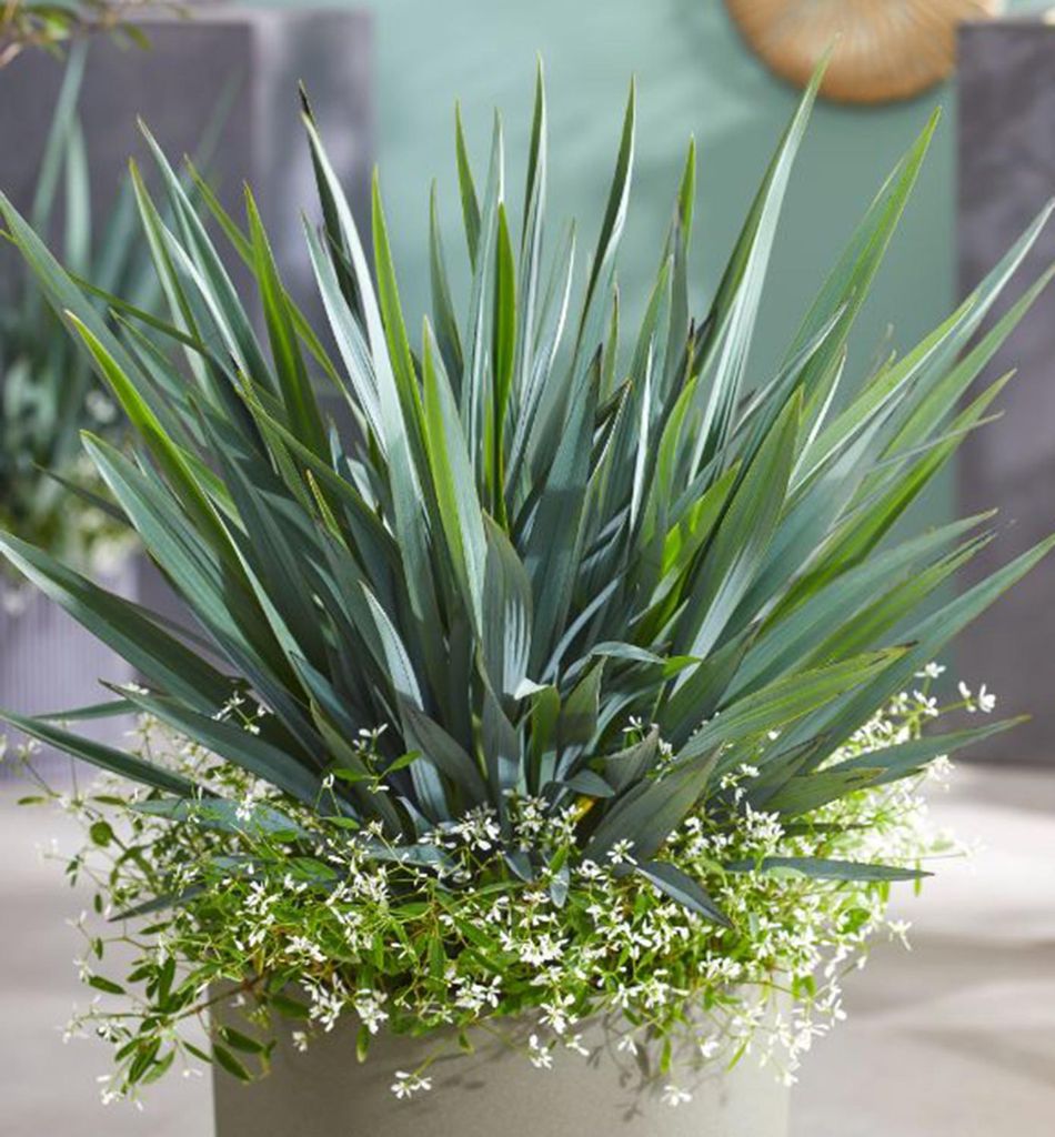 Dianella ́BLUE STREAM ́ 30-40 cm, kont. 2 l