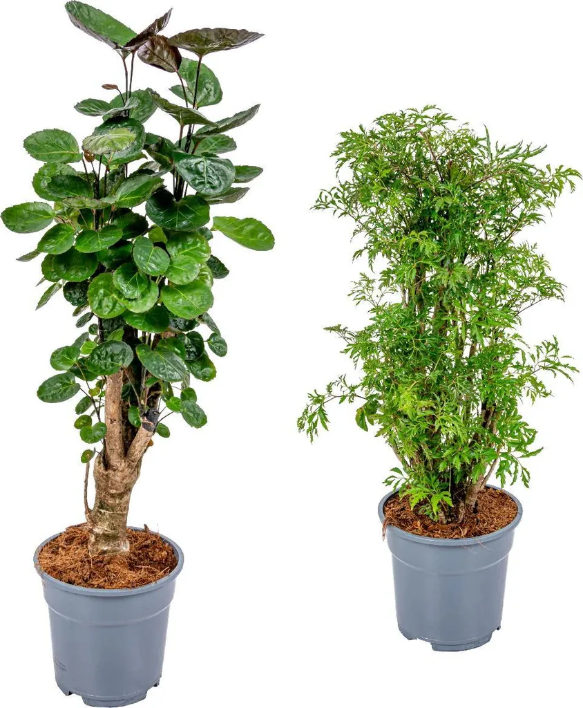Plante verte Polyscias Aralia pour salon et bureau hauteur 50-70 cm