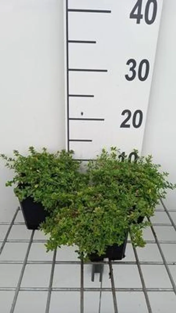 Créez votre Potager Aromatique avec 6 Thyms Citrons Aureus en Pots - 2