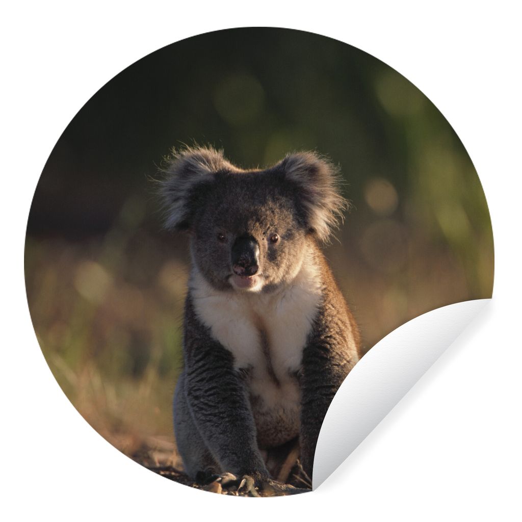MuchoWow Runde Wandtattoo - Wandsticker Tapete Aufkleber Koala - Sonne - Tier - Kinder - Jungen - Mädchen Ø 100 cm Selbstklebend und Reposition...
