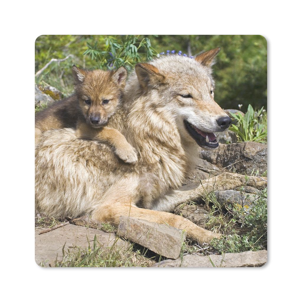 MuchoWow Mauspad Mousepad Wolf - Jungtier - Tier 30x30 cm - Mousepads - Maus Mat - Pad - Mausunterlage - Gaming