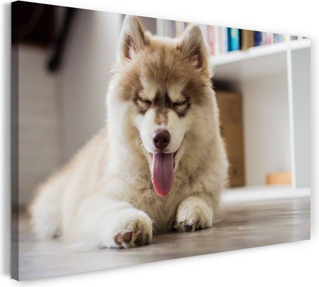 Leinwandbild (60x40cm): süßes Hunde-Baby Husky Samojede Spitz Tierbilder Hundebabies, echter Holz-Keilrahmen inkl. Aufhänger, handgefertigt in D...